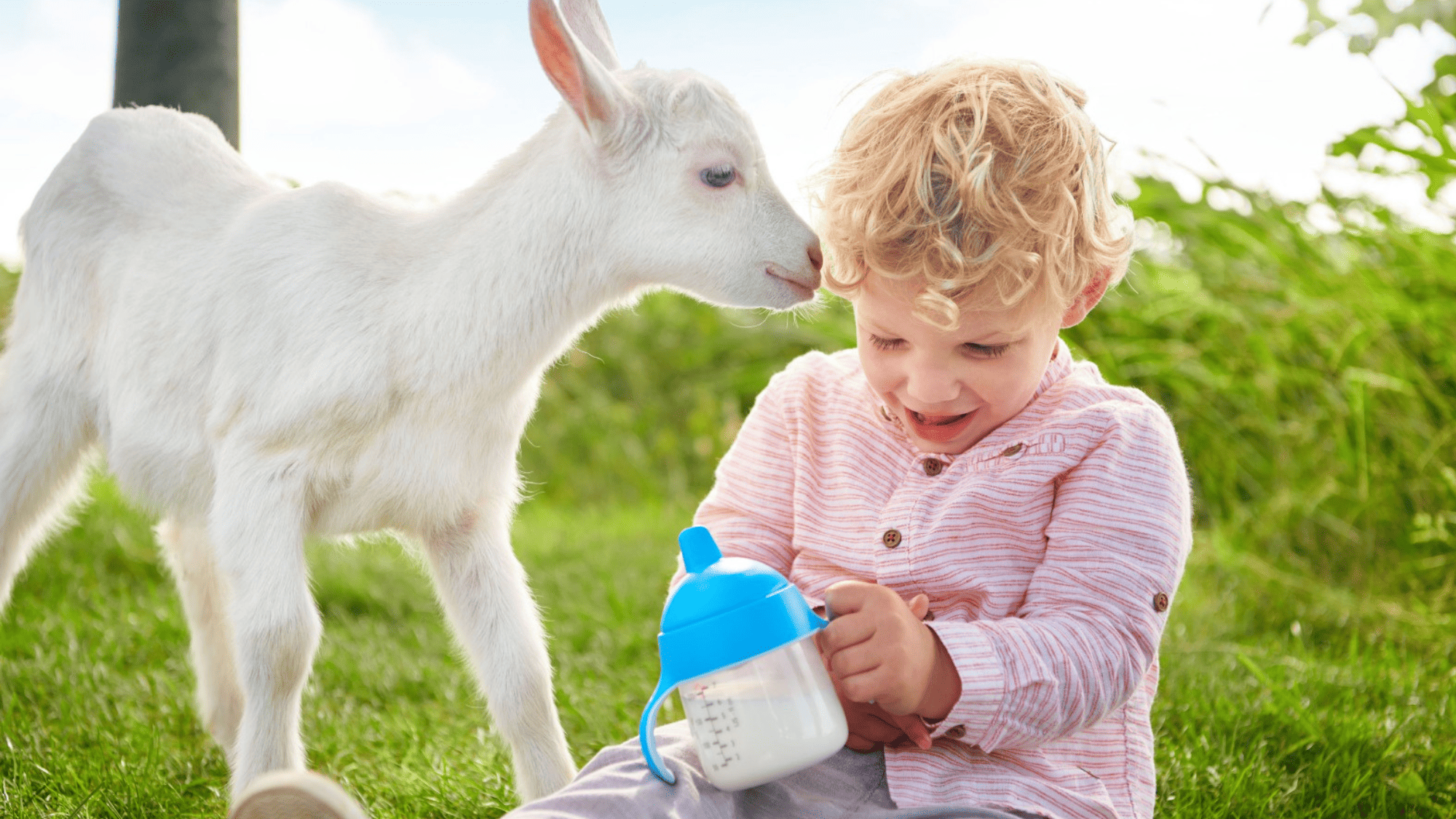Kabrita佳貝艾特羊奶粉是不少家長在選擇益生菌奶粉時的首選,當中有益生菌BB-12及雙重益生元GOS與FOS,飲用後寶寶腸道更健康,每日都有黃金便便。