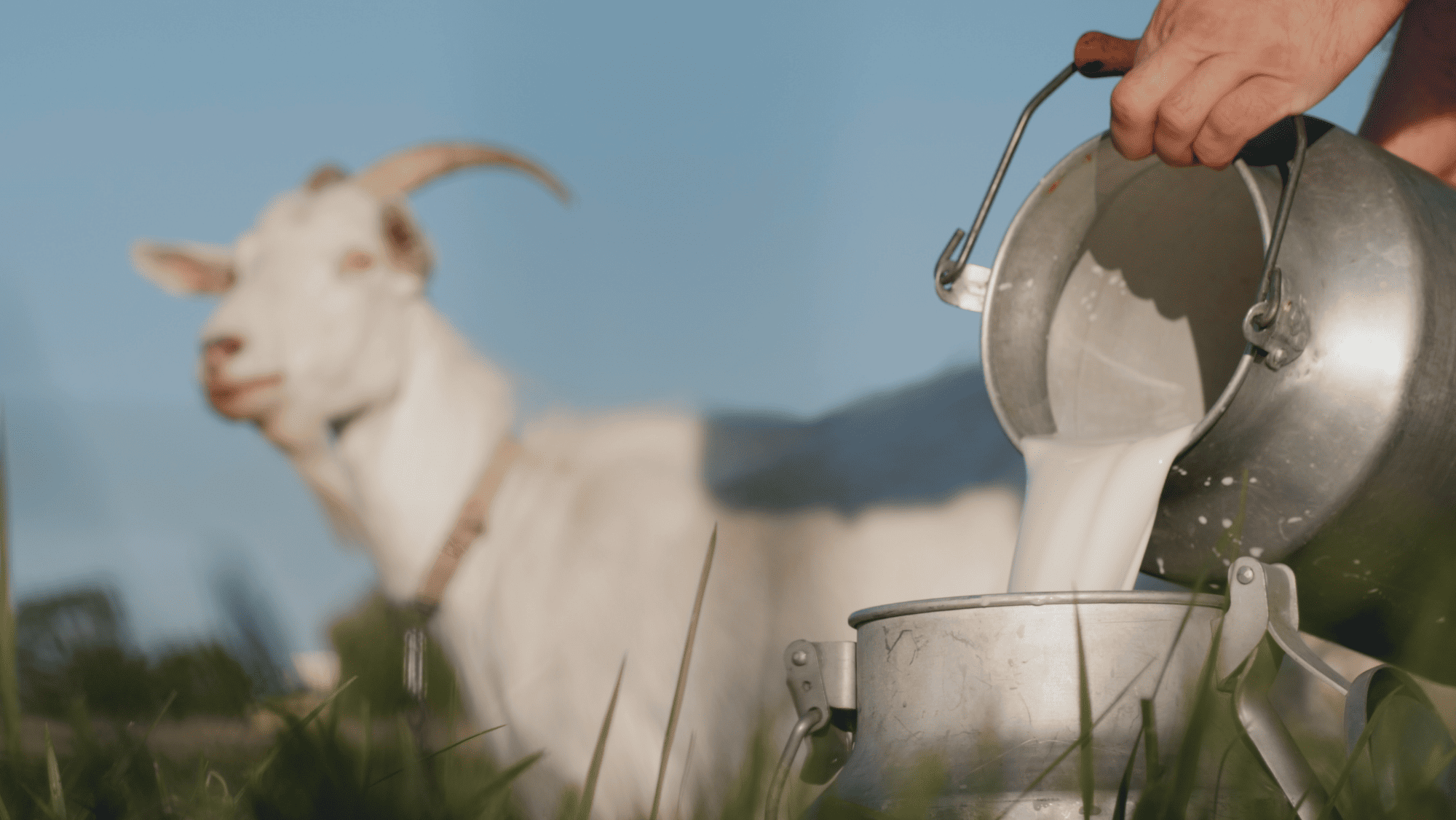 近年有越來越多家長留意嬰幼兒配方羊奶粉,由於它的致敏源比牛奶低,所以更適合牛奶蛋白敏感的寶寶飲用。而且由於羊奶脂肪球比牛奶小,所以羊奶更容易被嬰幼兒的腸胃吸收,對腸胃未成熟的寶寶來說是更溫和的選擇。